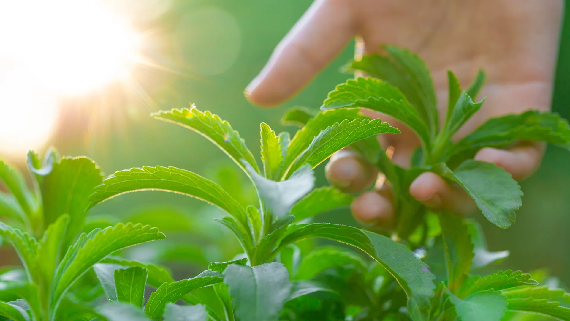Stevia, Pemanis dari Tanaman